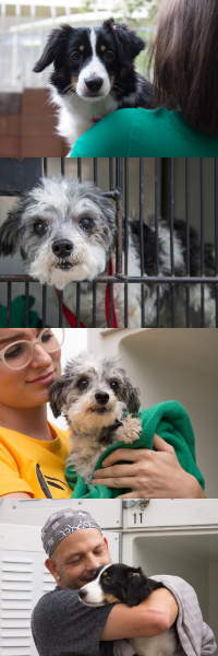 Four photos of small rescued dogs, including one wrapped in a green towel and one behind kennel bars