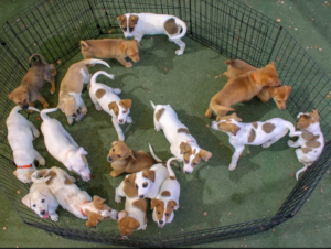 A group of playful Jack Russell Terrier puppies romp and tumble inside a fenced playpen.