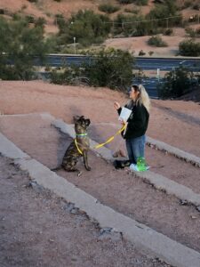A woman trains a brindle dog on a leash outdoors near a desert hillside