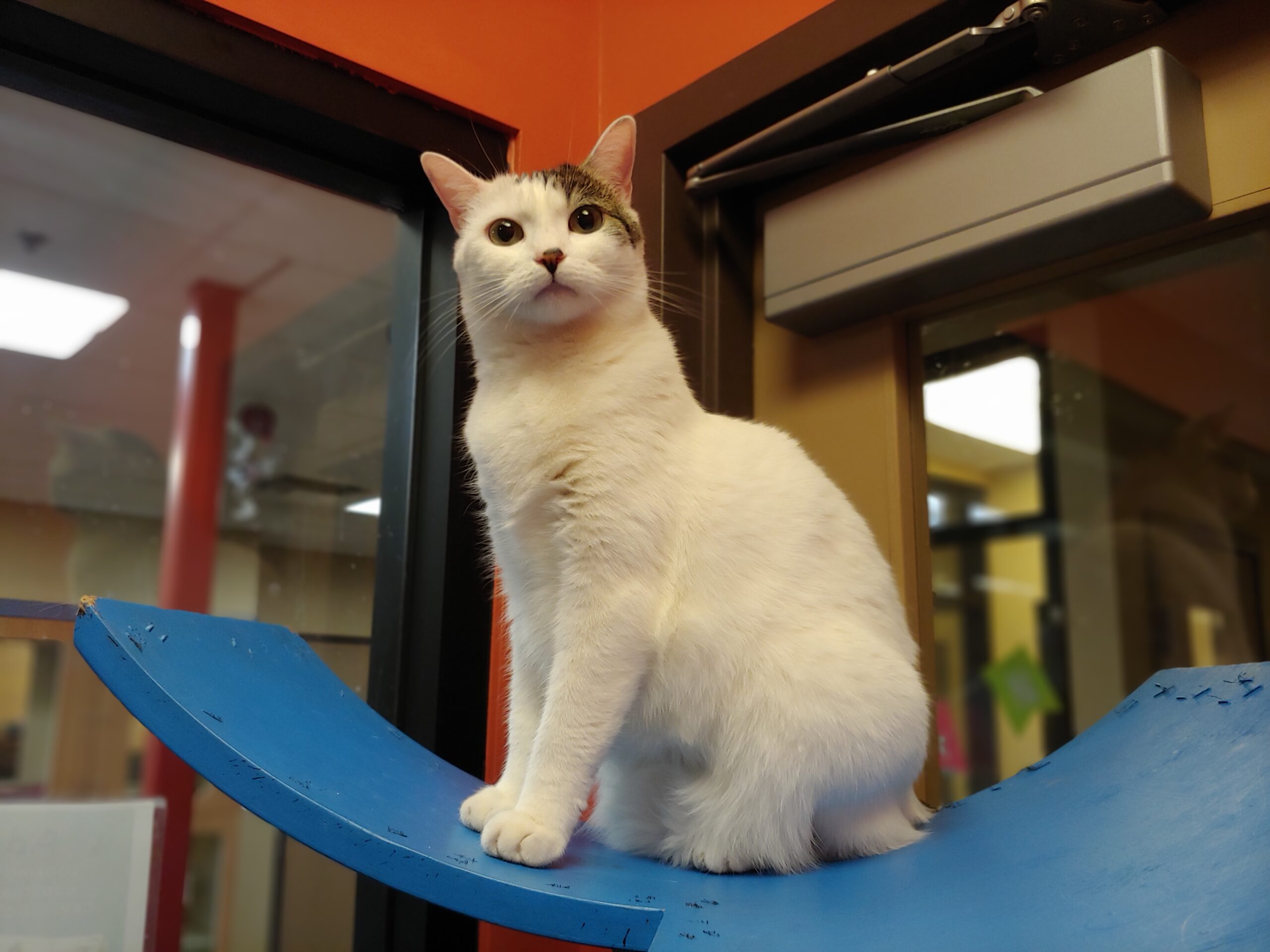 A white and tabby cat sits on a blue perch inside a shelter cat enclosure