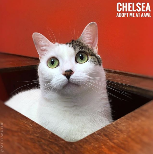 A white and tabby cat peeks through an opening, above text reading 'Chelsea, Adopt Me At AAWL'.