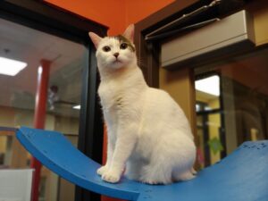 A white cat with gray markings sits proudly on a blue balance beam indoors.