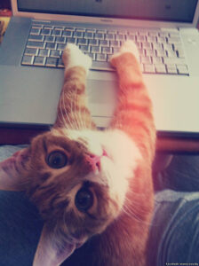 An orange tabby cat playfully reaches toward a laptop keyboard.