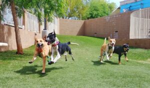 Five dogs joyfully run across a grassy, fenced-in play area on a sunny day.