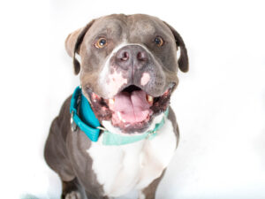 A gray and white pit bull smiles widely, wearing a teal collar against a white background.