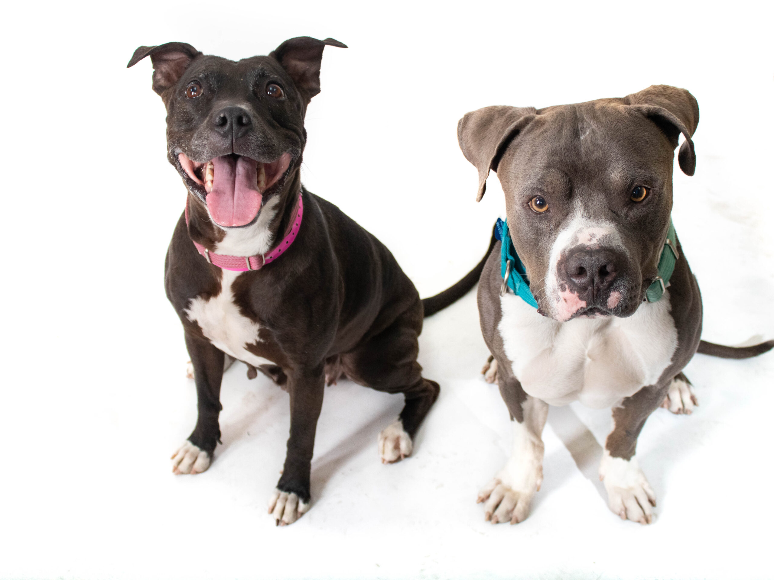 A dark brindle dog and a gray and white pit bull mix sit side by side against a white background