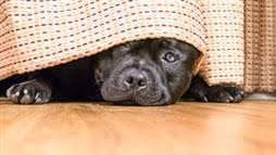 A black puppy peeks out from under a woven blanket on a wooden floor.