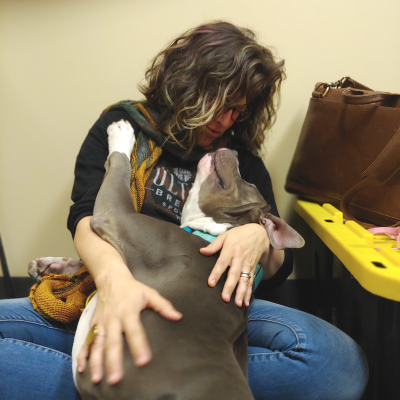 A woman sits holding a gray and white pit bull mix dog on her lap indoors