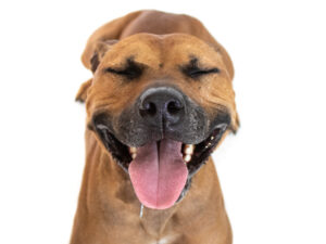 A brown dog tilts its head back with its mouth open and tongue out, appearing joyful.