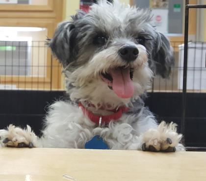 A fluffy, gray and white dog with a red collar rests its paws on a wooden surface, tongue lolling out.