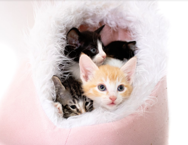 Several fluffy kittens cuddle together in a soft, pink bed.