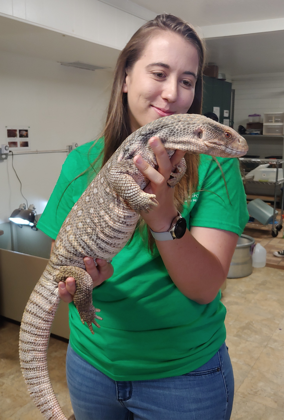 A volunteer in a green AAWL shirt holds a large monitor lizard indoors