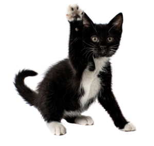 A playful black and white kitten raises a paw with a curious expression.