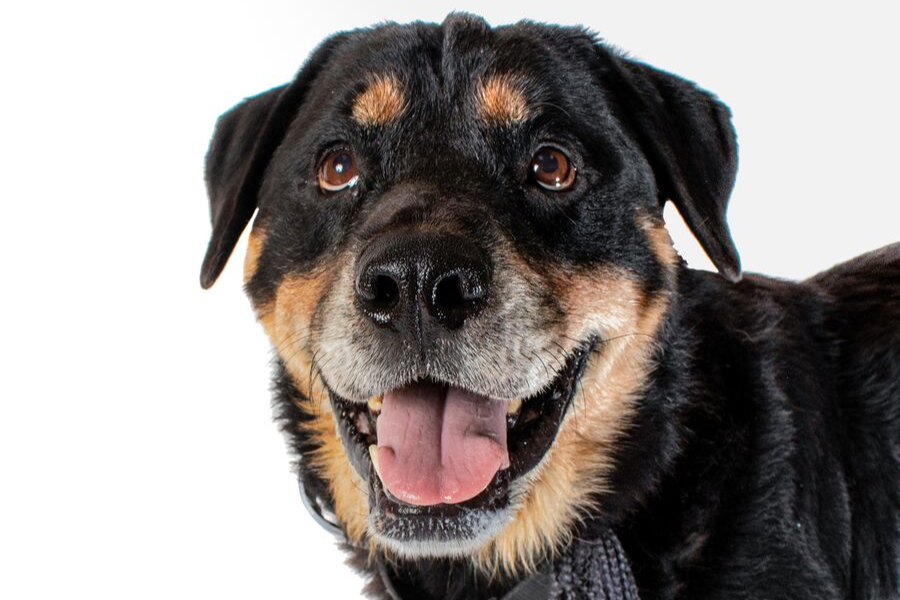 Close-up of a black and tan Rottweiler smiling with its tongue out