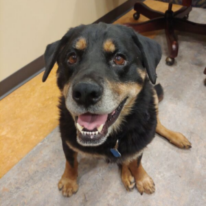 A happy, medium-sized dog with black and tan fur smiles directly at the viewer, wearing a blue tag.