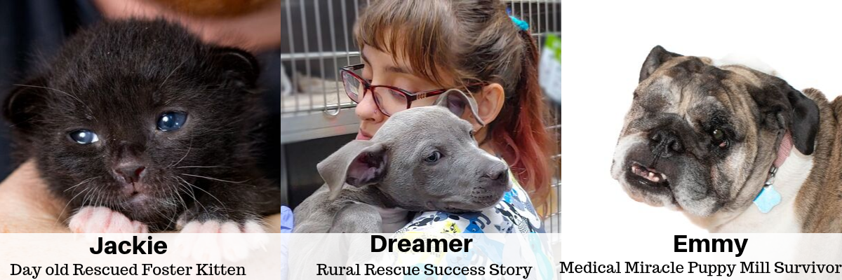 Three photos show a black kitten named Jackie, a blue pit bull puppy named Dreamer, and a bulldog named Emmy