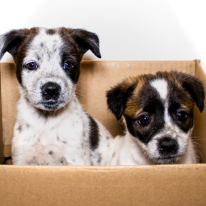 Two adorable puppies peek out from a cardboard box, looking curious and playful.