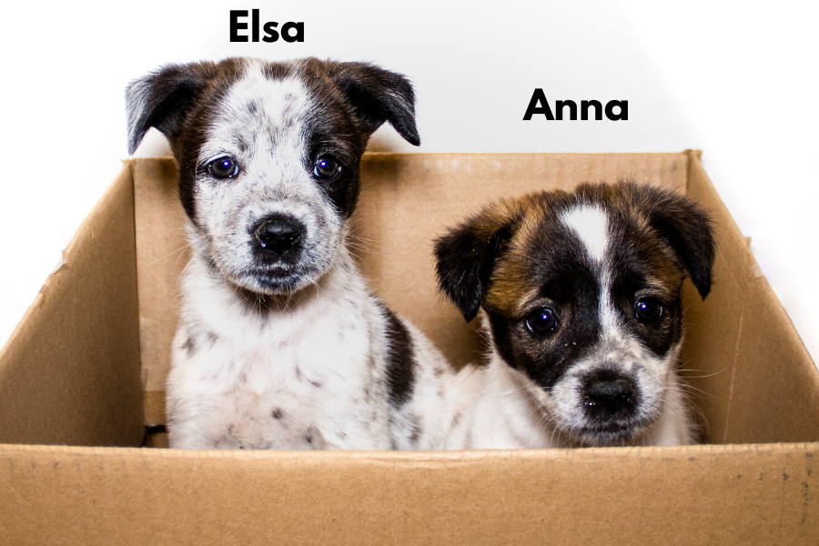 Two spotted puppies labeled Elsa and Anna sit together inside a cardboard box