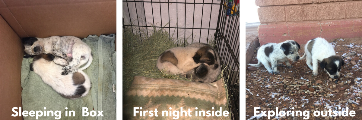Three photos show spotted puppies sleeping in a box, sleeping in a crate, and exploring outside