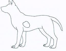 A line drawing of a dog standing in profile with a highlighted area on its side.