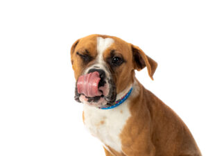 A brown and white boxer dog playfully sticks its tongue out with a blue collar.