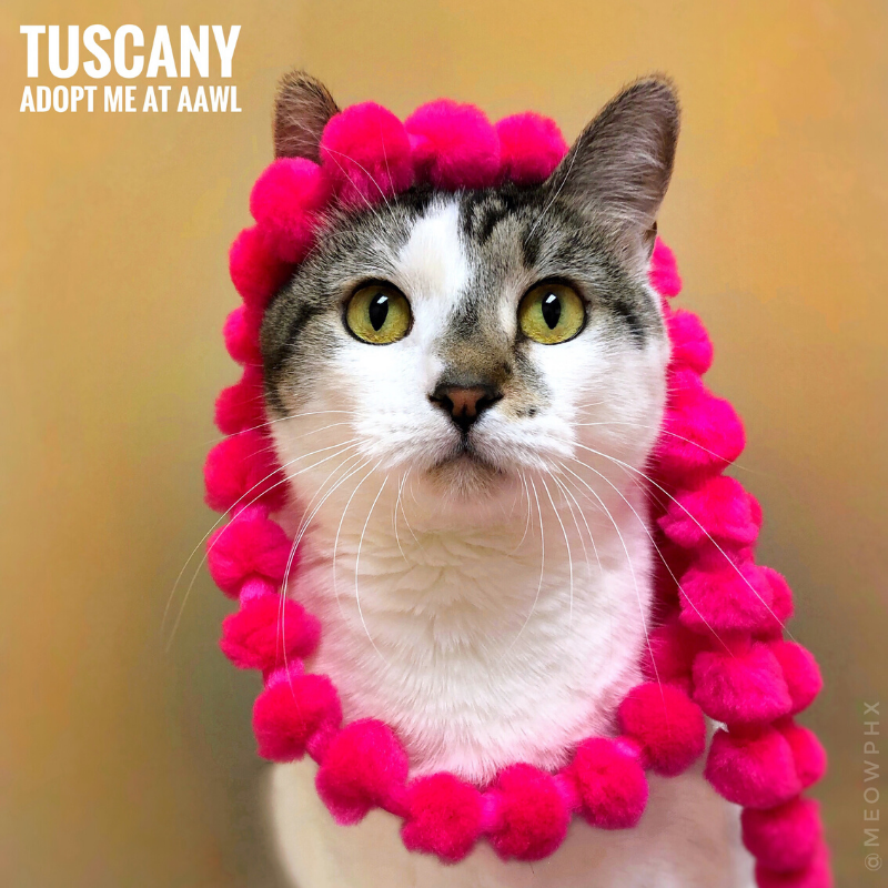 A grey-and-white cat named Tuscany wears a pink pom-pom wreath, above text reading 'Adopt Me at AAWL'.