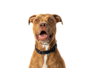 A brown pit bull with wide eyes and an open mouth looks directly at the viewer.