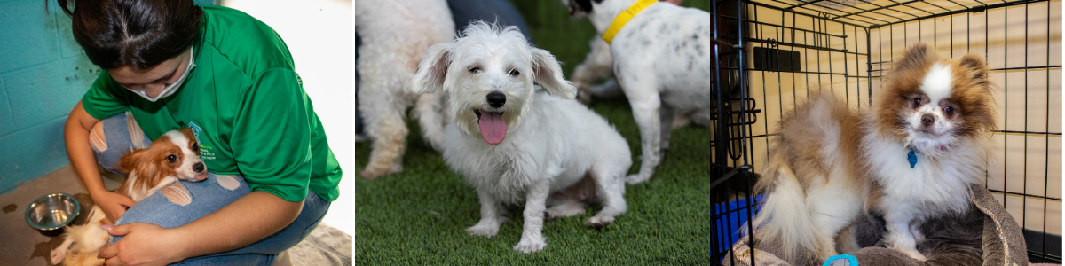Three photos: a volunteer holding a puppy, a white fluffy dog on grass, and two Pomeranian puppies in a crate.