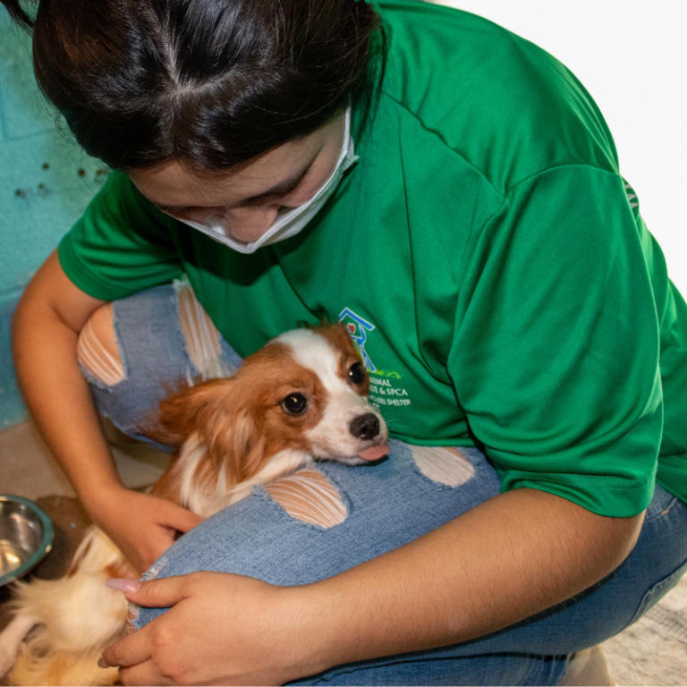 A person in a green shirt gently cradles a small, brown Cavalier King Charles Spaniel puppy.