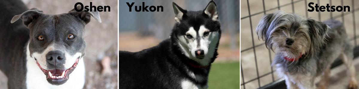 Three labeled photos of shelter dogs: Oshen, a grey pit-bull mix; Yukon, a husky; and Stetson, a small terrier mix.