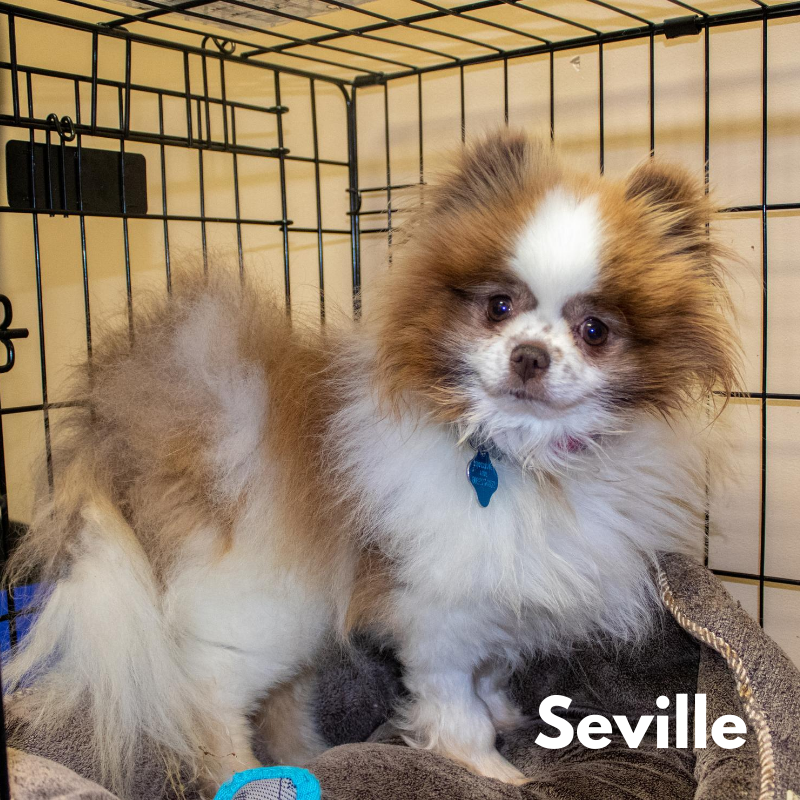 A fluffy tan-and-white dog named Seville sits in a crate, wearing a blue tag.