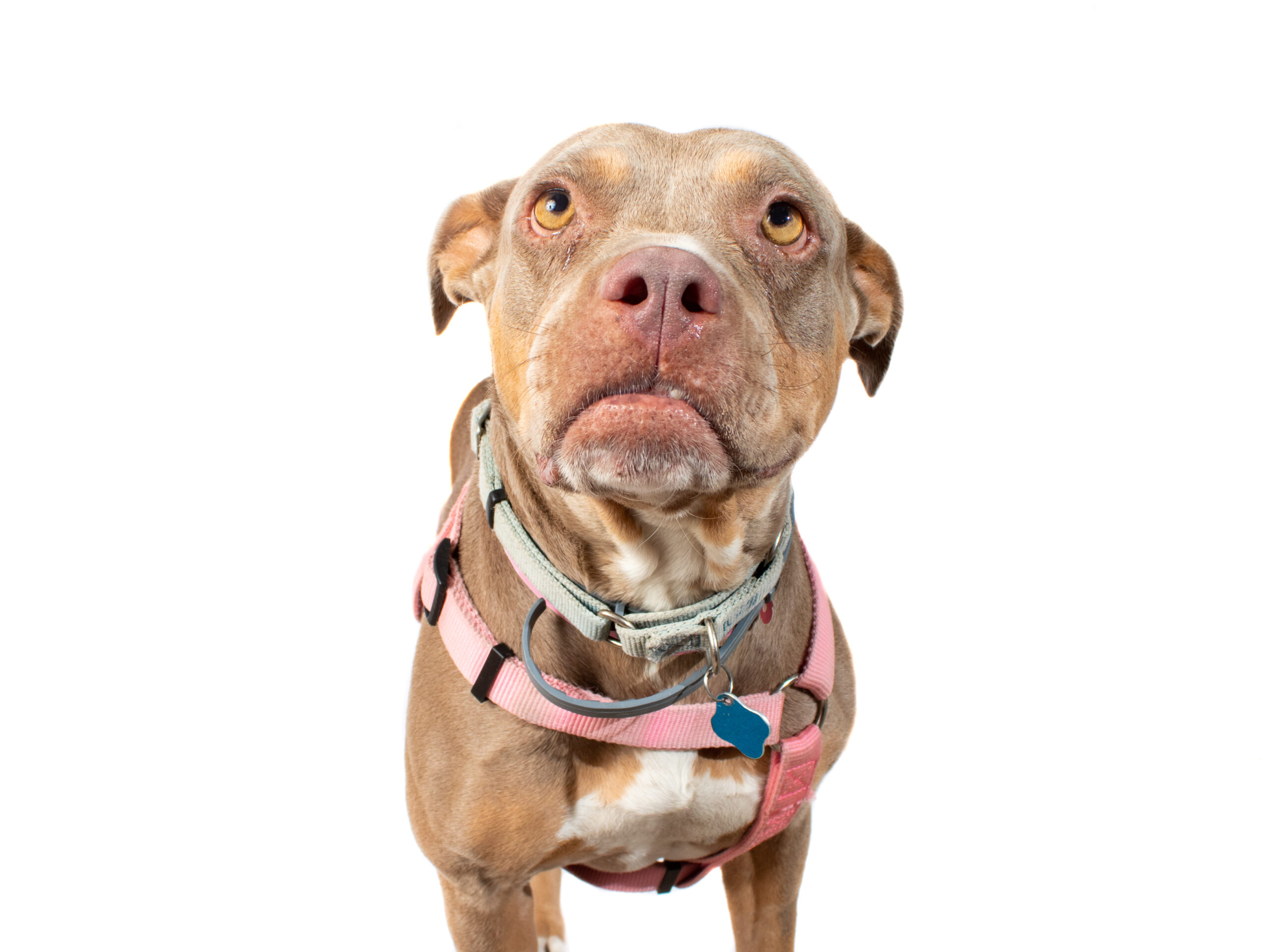A brown pit bull mix dog wearing a pink harness looks upward with a concerned expression.