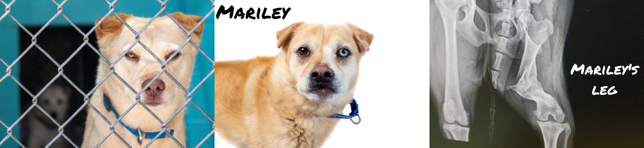 Three images of a tan dog named Mariley: behind a kennel fence, in a studio portrait, and an x-ray of her leg.