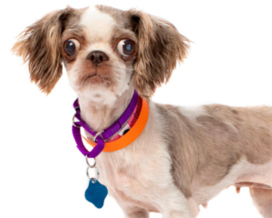 A small, fawn-colored dog with big eyes wears a colorful collar and a blue tag.