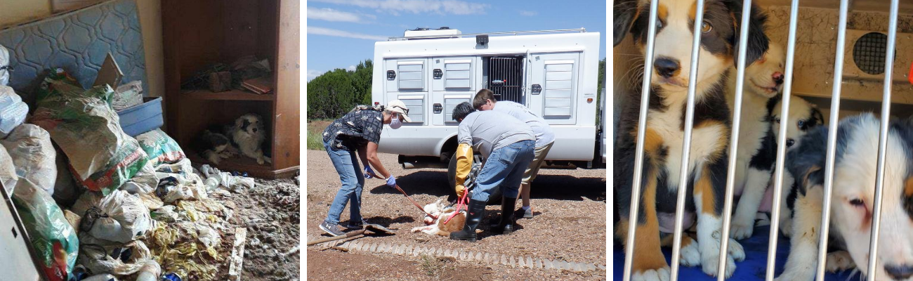 Three photos: a dog in hoarding debris, rescuers tending an animal near a transport vehicle, and puppies in a crate.