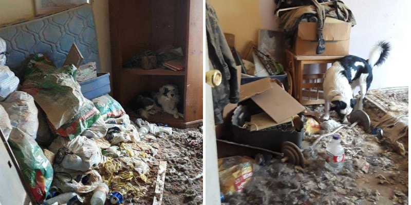 Two photos of a dog moving through a room piled with trash and debris in a hoarding home.