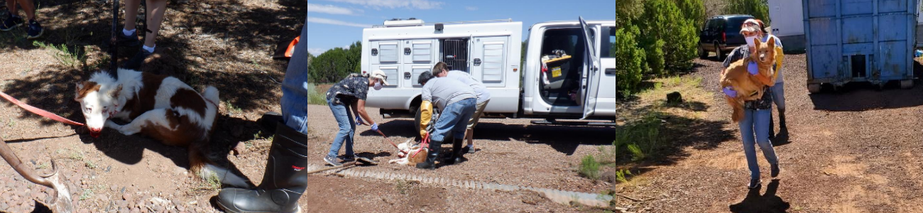 Three photos: a horse restrained on the ground, rescuers with a transport vehicle, and a woman carrying a dog to safety.