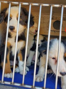 Three fluffy Australian Shepherd puppies peer out from a metal crate.