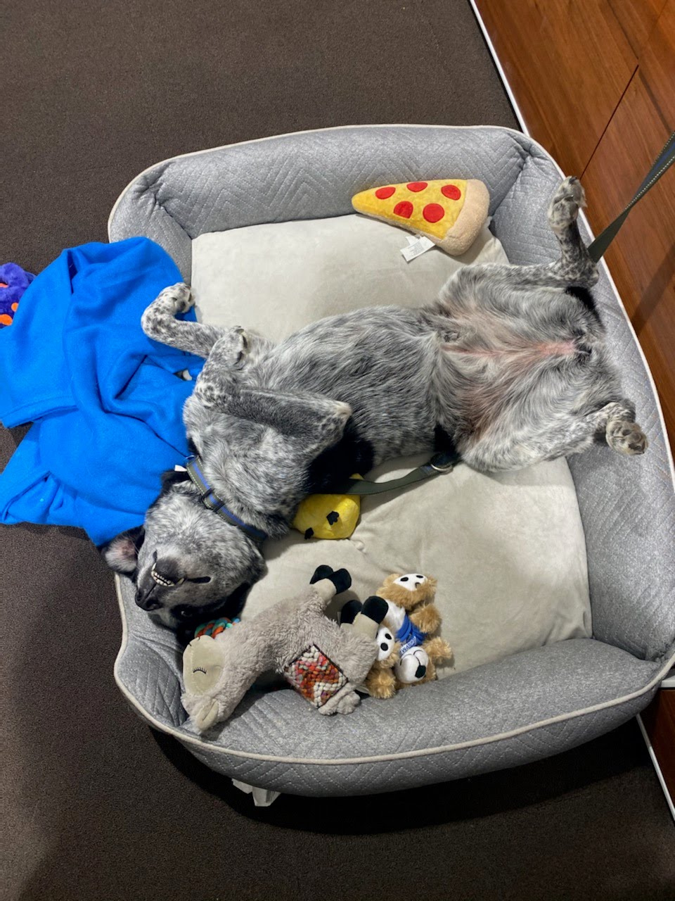 An overhead view of a speckled dog lying on its back in a dog bed surrounded by plush toys.