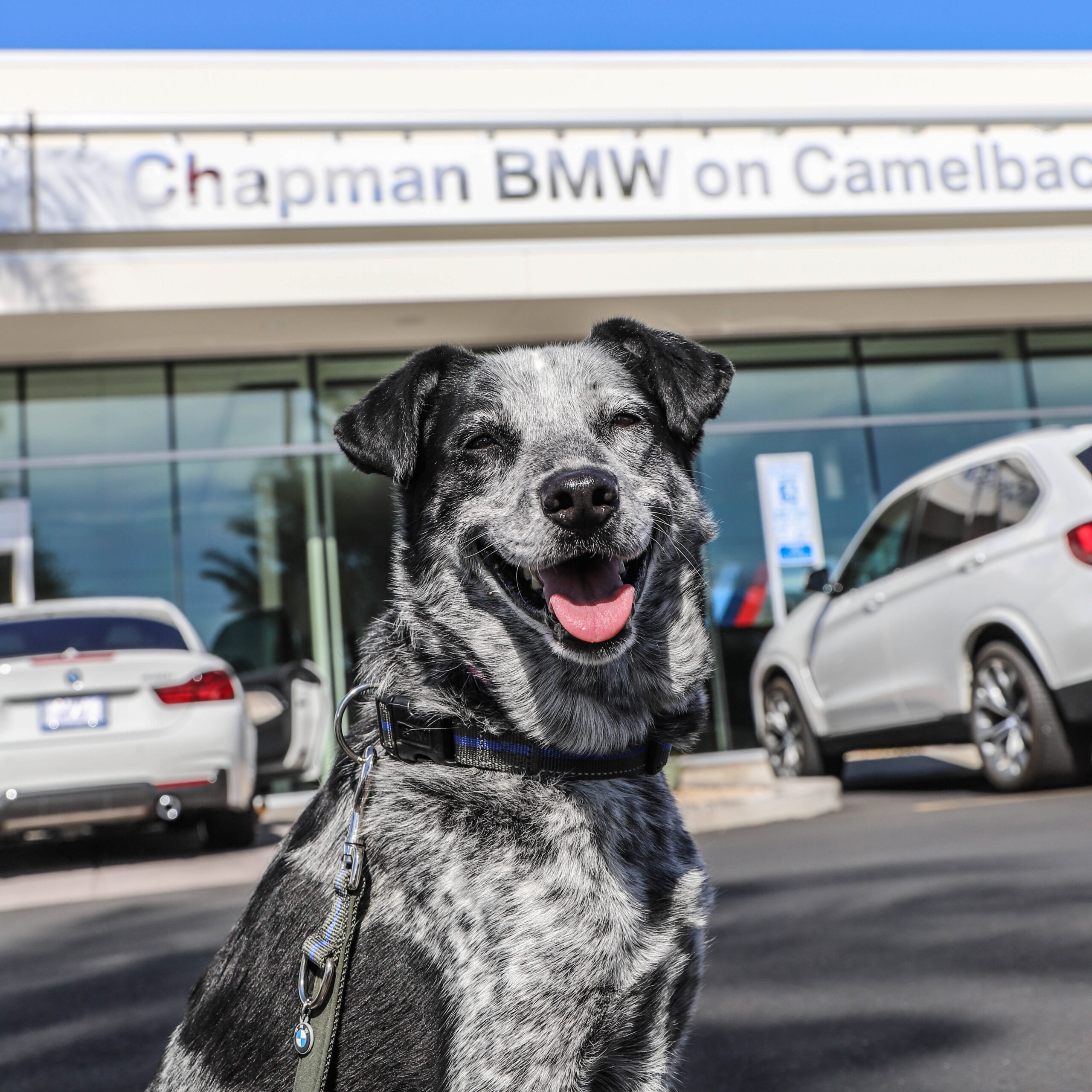 A grey speckled dog smiles with its tongue out in front of the Chapman BMW on Camelback dealership sign.