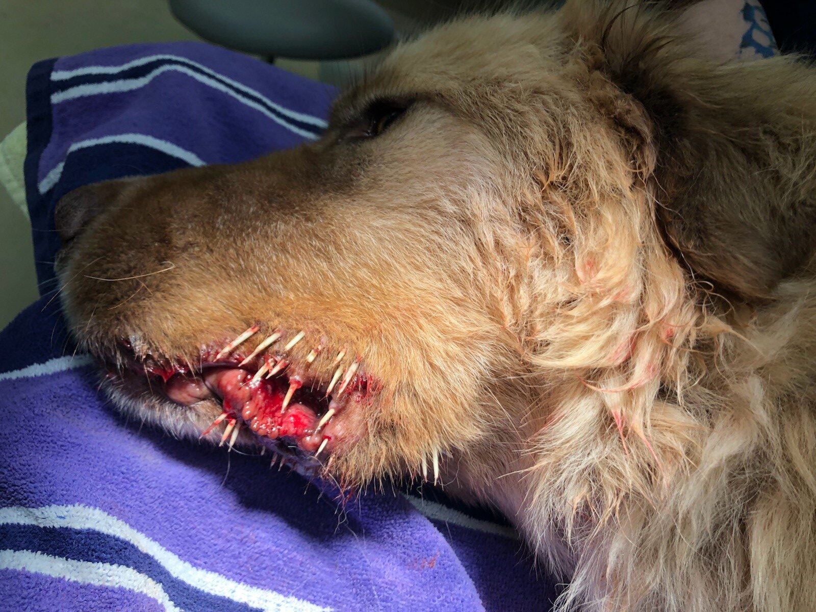 A dog's muzzle is embedded with numerous porcupine quills around the mouth, resting on a towel.