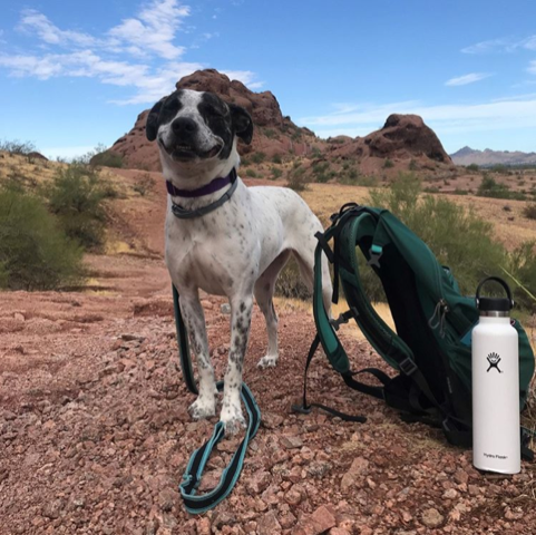 A white dog with a black-spotted face stands on a rocky desert trail beside a backpack and water bottle.