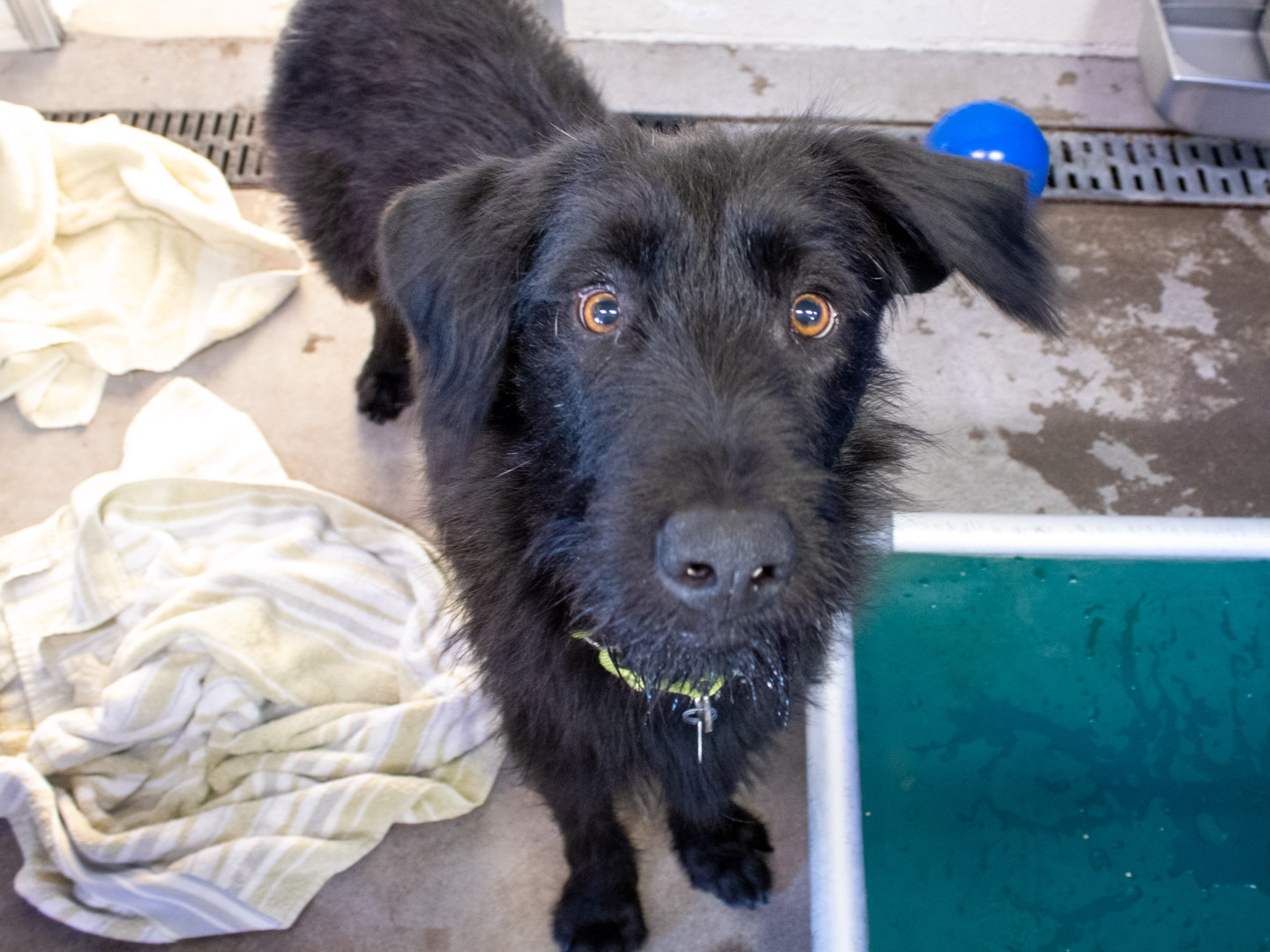 A wet, scruffy black dog looks up in an indoor grooming area surrounded by towels and a rinse tub.