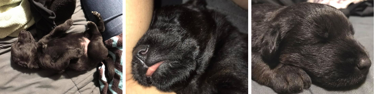 Three photos of tiny black newborn puppies being bottle-fed and cared for by hand.