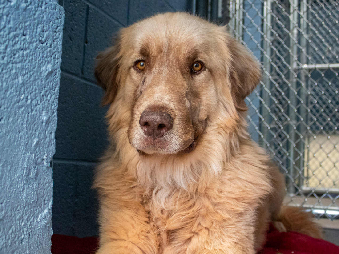 A golden long-haired dog with amber eyes rests in a shelter kennel, looking at the camera.