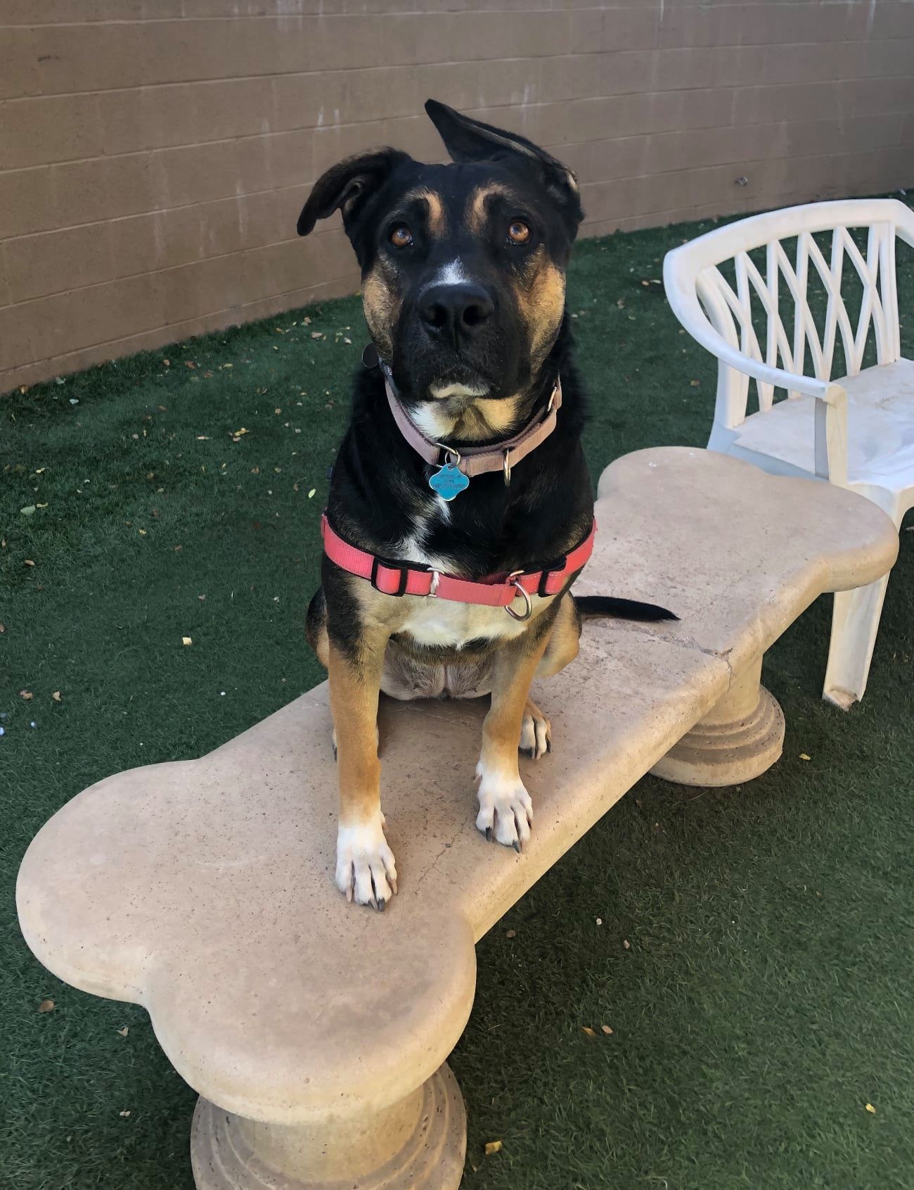A brown-and-black dog in a red harness sits on a bone-shaped stone bench in a shelter play yard.