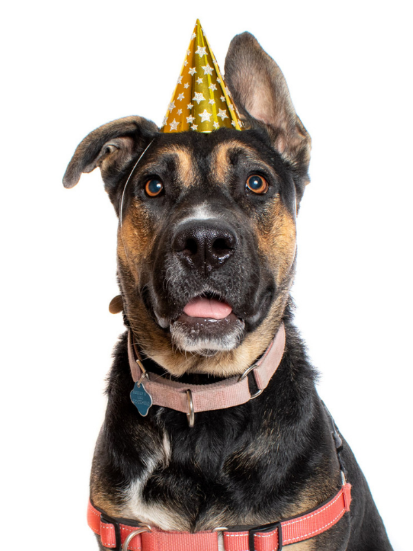 A thin brown-and-black dog wears a birthday party hat and collar with tags against a white backdrop.