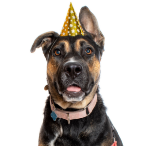 A dog with a party hat looks playfully at the camera with its tongue sticking out.