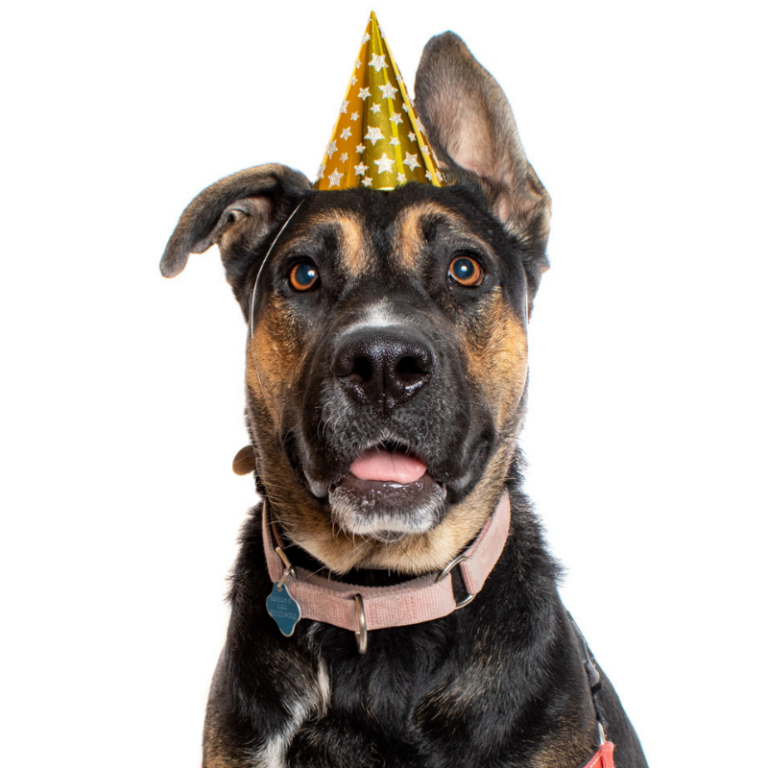 A dog with a party hat looks playfully at the camera with its tongue sticking out.