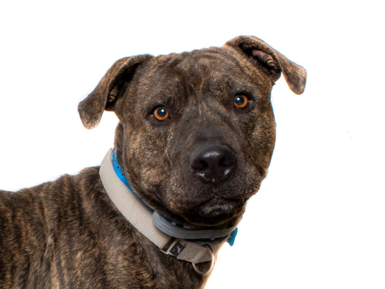 A brindle pit bull mix dog with brown eyes looks directly at the viewer wearing a light blue collar.
